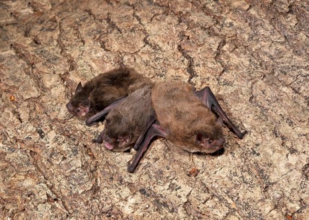 Rough-horned bat