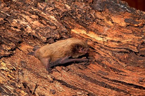 Rough-skinned bat