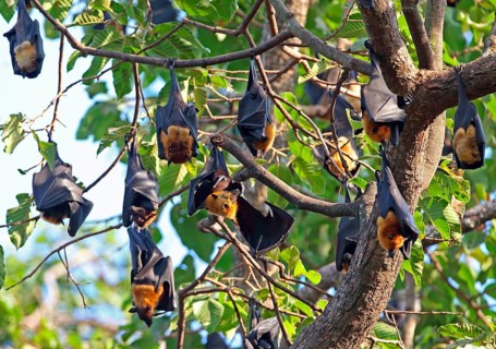 Lyle's Flying Fox