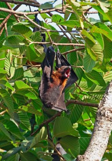 Lyle's Flying Fox