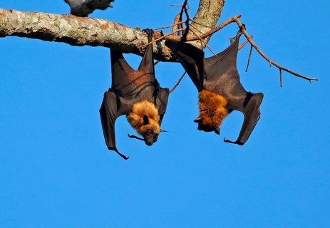 Lyle's Flying Fox