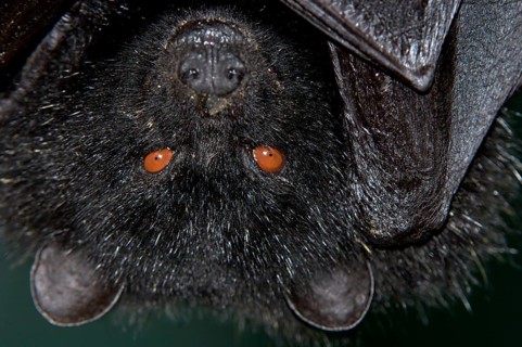 Comoro flying fox