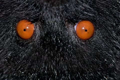 Comoro flying fox