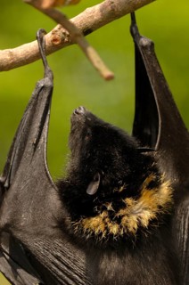 Comoro Flying Fox