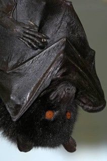 Comoro flying fox