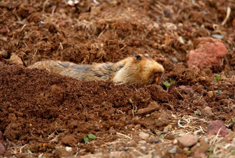 Big-headed mole rat