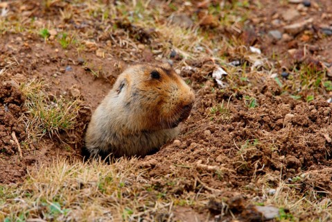 Big-headed mole rat