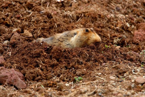 Big-headed mole rat
