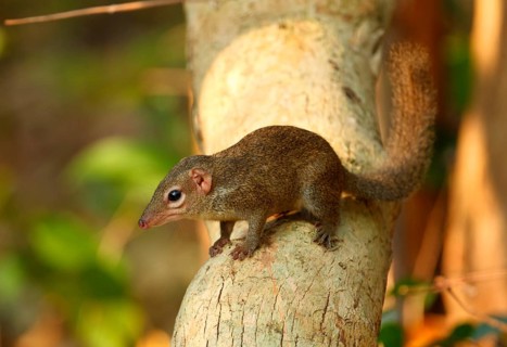 Northern treeshrew