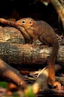 Northern treeshrew