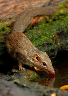 Northern treeshrew
