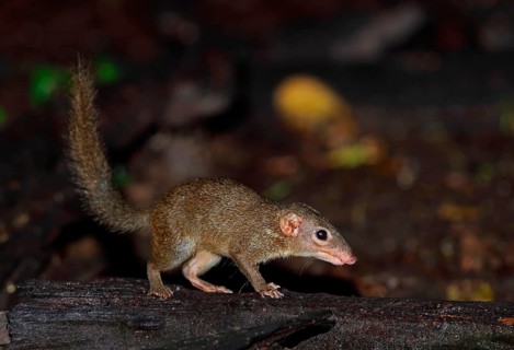 Northern treeshrew