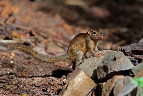 Northern treeshrew