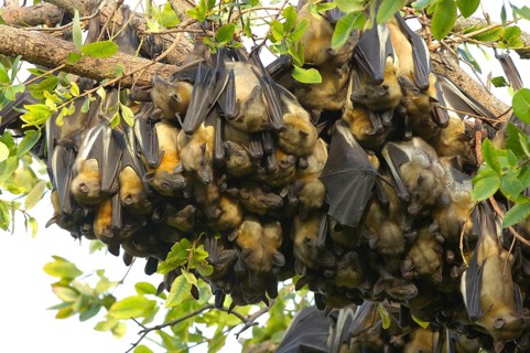 Straw-coloured Fruit Bat