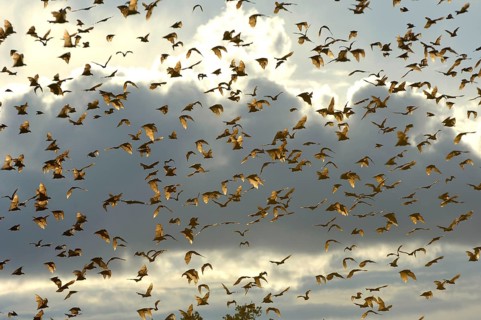Straw-coloured Fruit Bat