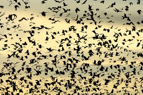 Straw-coloured Fruit Bat