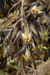 Straw-coloured Fruit Bat