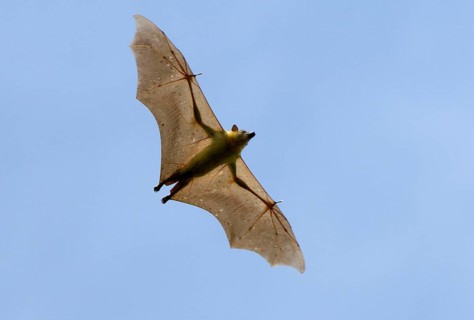 Straw-coloured Fruit Bat