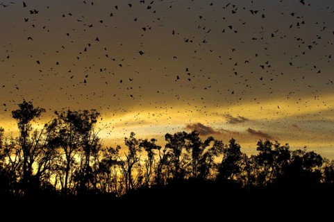 Straw-coloured Fruit Bat