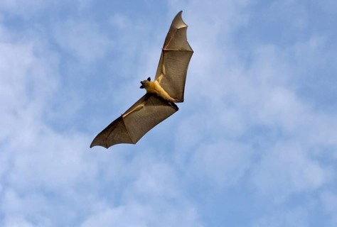 Straw-coloured Fruit Bat