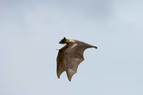 Straw-coloured Fruit Bat