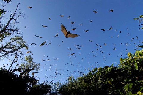 Straw-coloured fruit bats