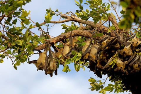 Straw-coloured fruit bats