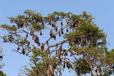 Indian flying fox