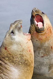 Southern Elephant seal
