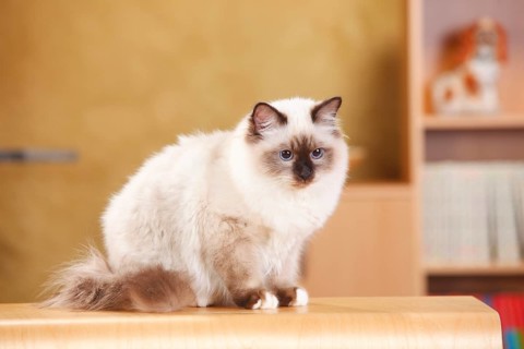 Sacred cat of Burma