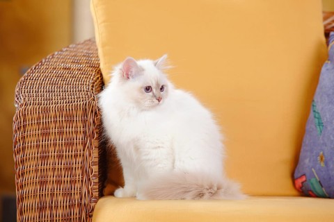 Sacred cat of Burma
