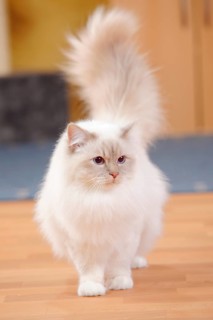 Sacred Cat of Burma