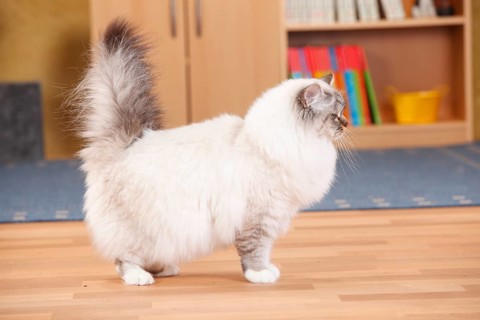 Sacred cat of Burma