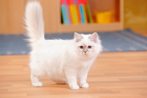 Sacred cat of Burma