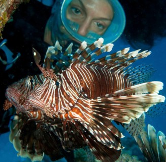 Diver and pacific red lionfish