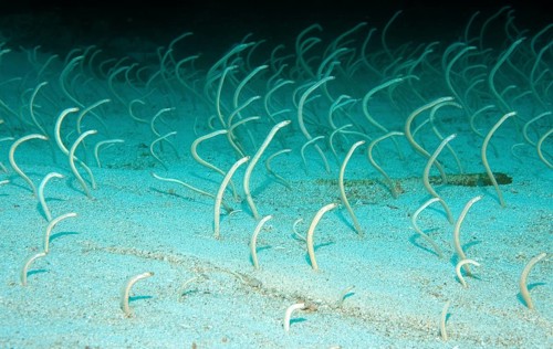 Garden Eel
