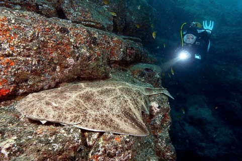Diver and angel shark