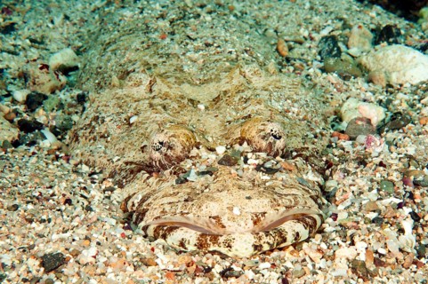 Carpet flathead