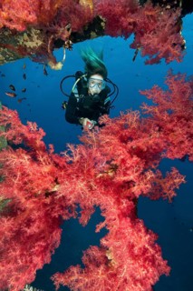 Soft corals on the wreck Cedar Pride