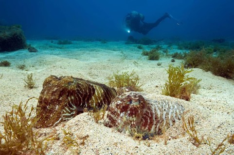 Diver and common cuttlefish