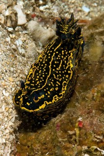 Magnificent star snail