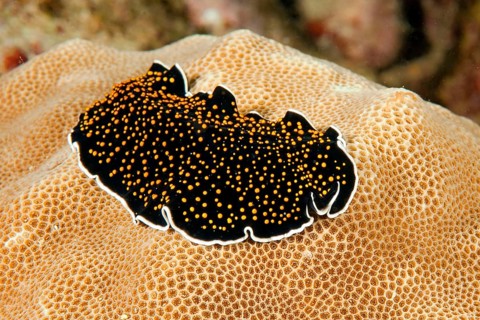 Yellow-spotted swirl worm