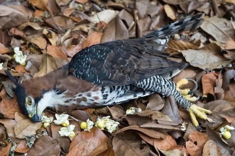 Ornate ornate hawk-eagle