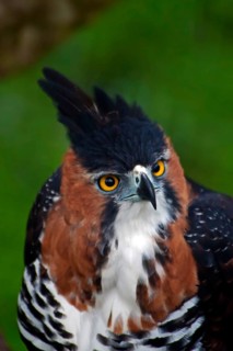 Ornate ornate hawk-eagle