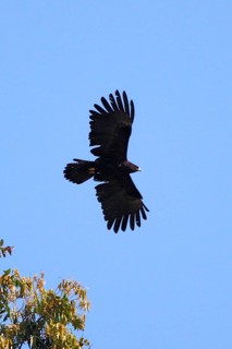 Black Eagle