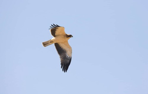 Booted eagle