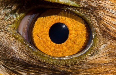 Booted eagle