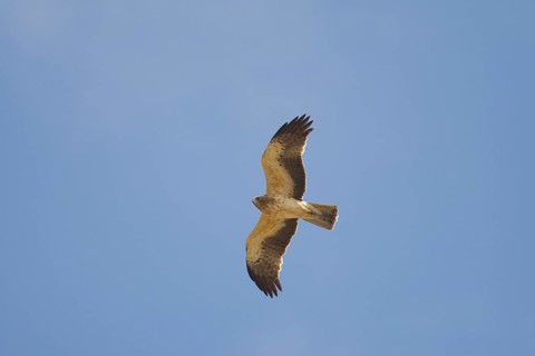 Booted eagle