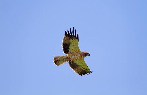 Booted eagle
