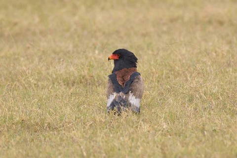 Bateleur Eagle
